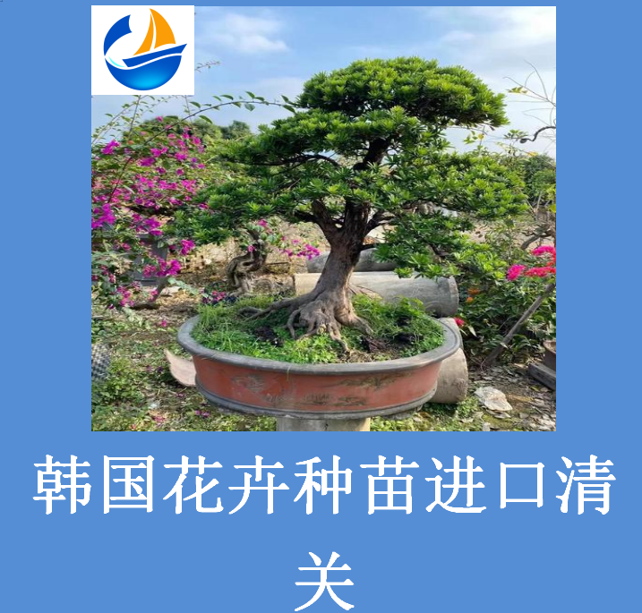 韓國(guó)花卉種苗進(jìn)口清關(guān).png