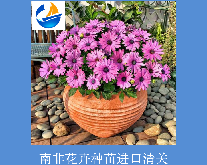 南非花卉種苗進(jìn)口清關(guān).png